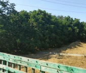 земля 4.1 сот 