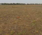 земля 8 сот Черноморский район