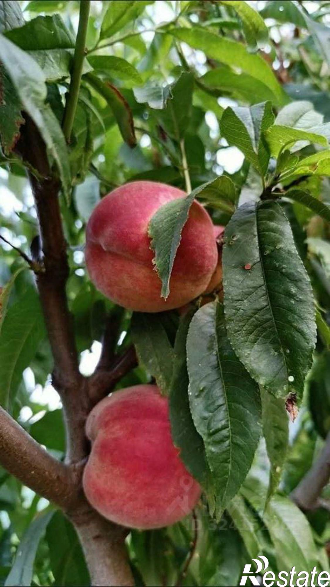 Купить землю, земельный участок за 2 200 000 рублей на Приморская улица, 40