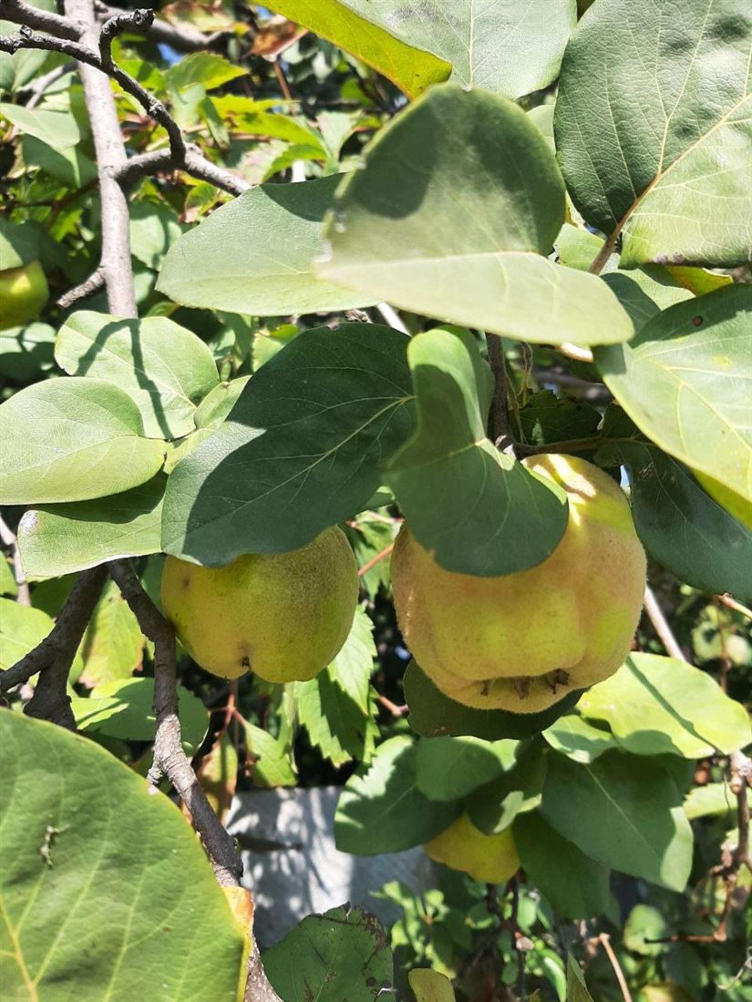 Купить землю, земельный участок за 2 670 000 рублей на ул Садовая, д. 21