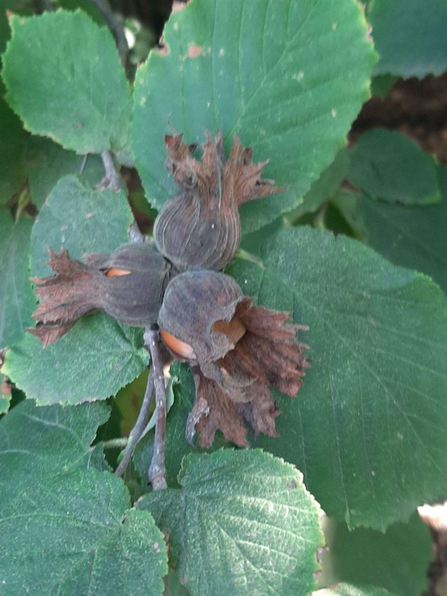 Купить землю, земельный участок за 2 670 000 рублей на ул Садовая, д. 21