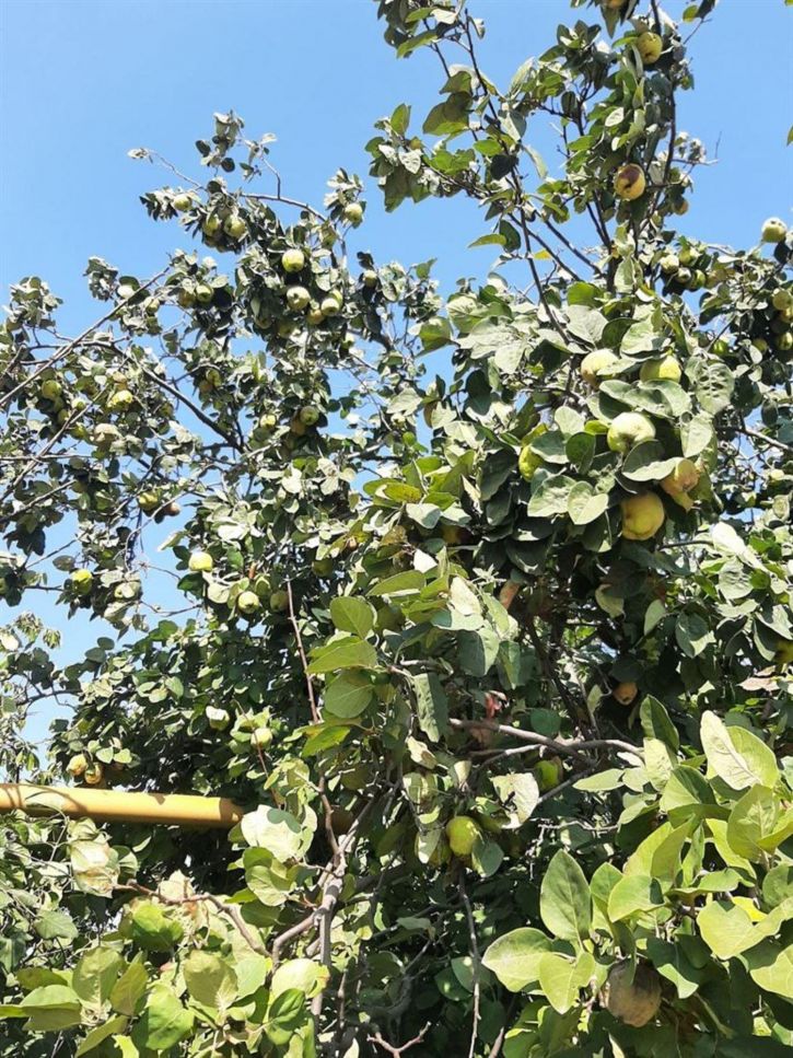 Земельный участок ул Садовая, д. 21