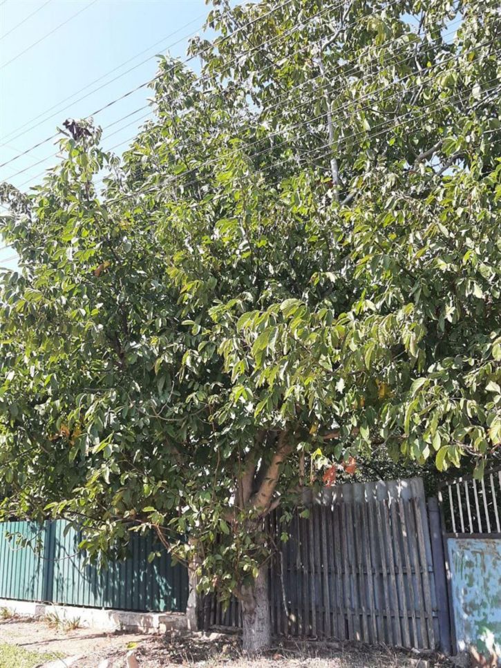 Земельный участок ул Садовая, д. 21