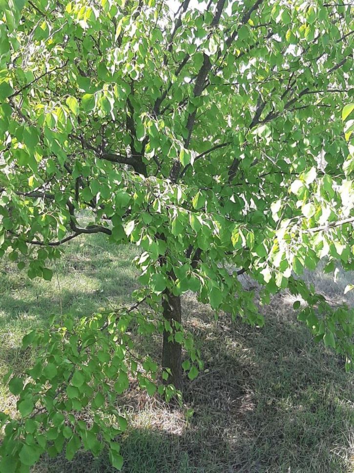 Земельный участок ул Садовая, д. 21