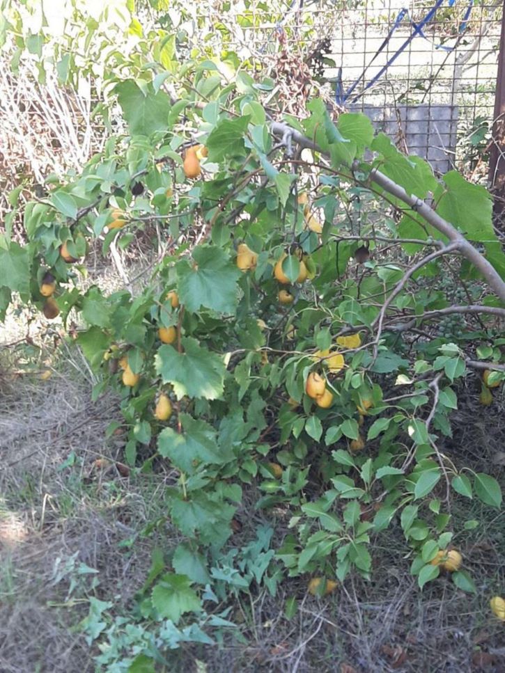 Земельный участок ул Садовая, д. 21