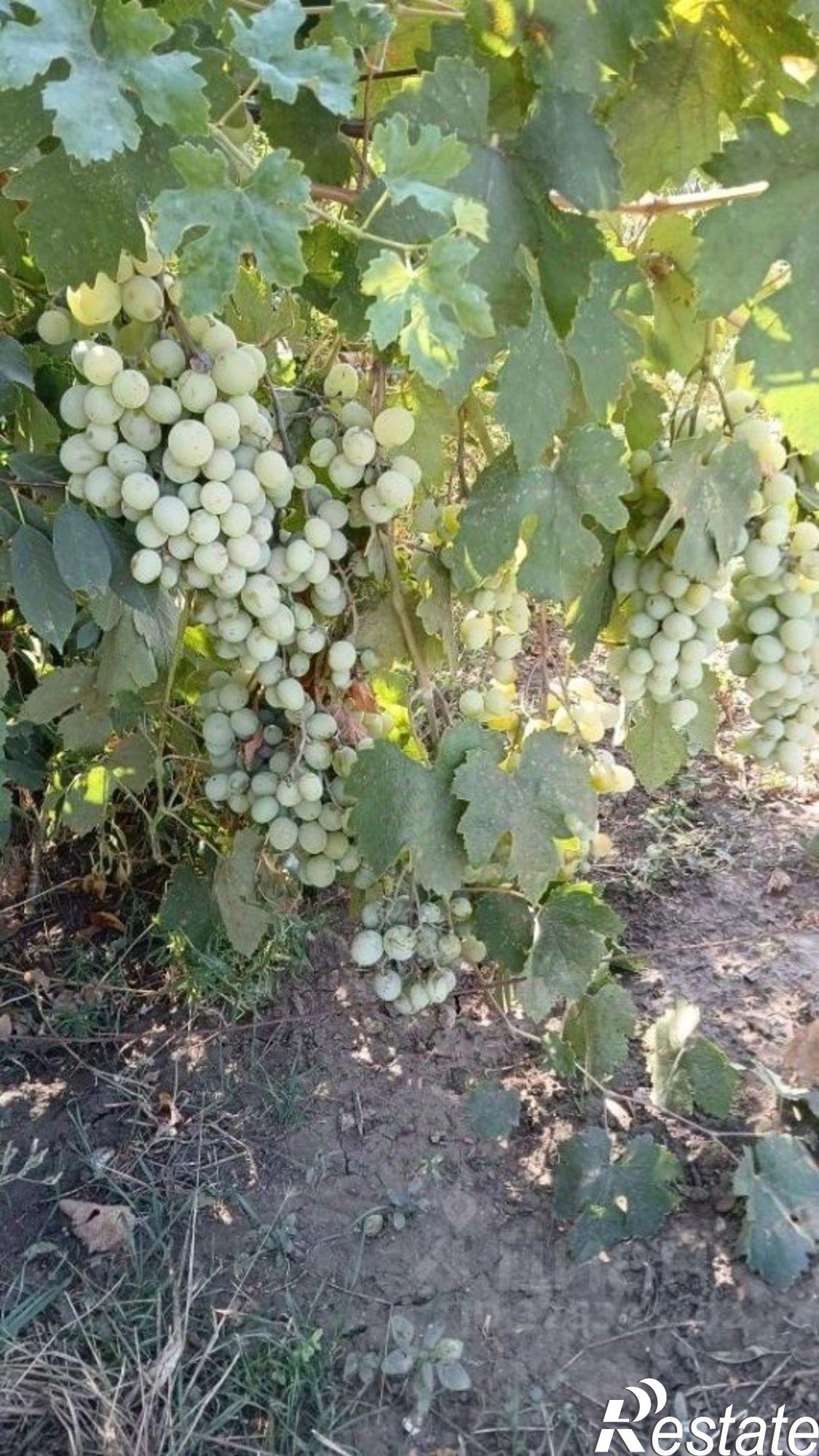Купить дачу, дом, коттедж за 3 700 000 рублей на ул Шоссейная