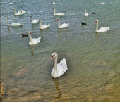 земля 6.06 сот Сакский район